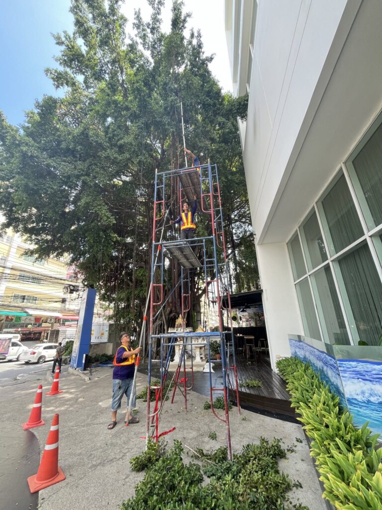 ผลงานดูแลสวน ตัดหญ้า ตกแต่งต้นไม้​ พัทยา